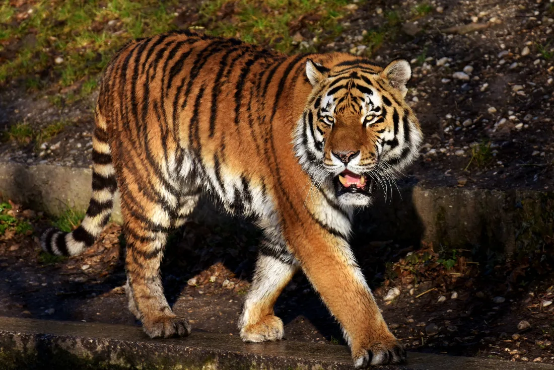 Focus: gli occhi della Tigre