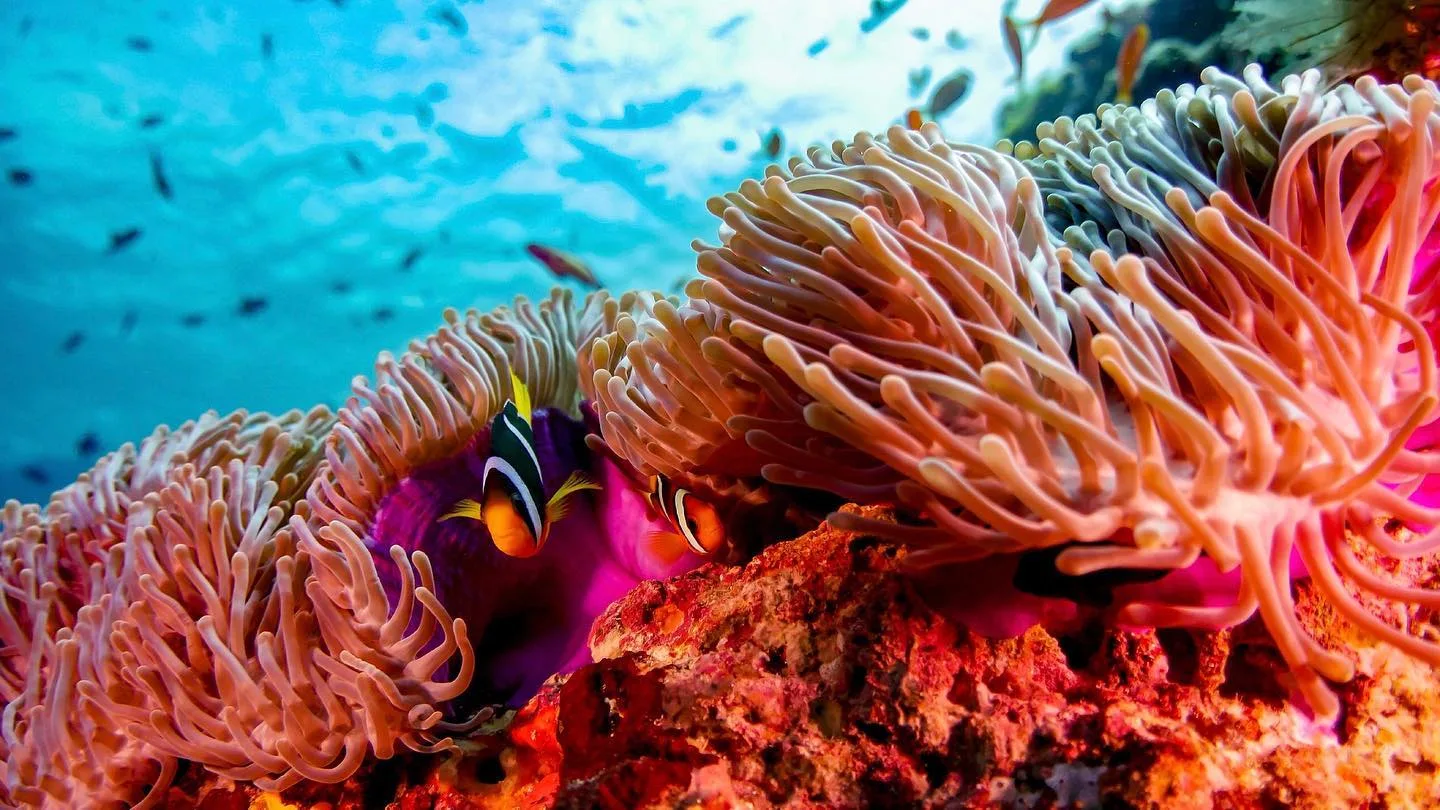 Maldive - Bandos Island Resort