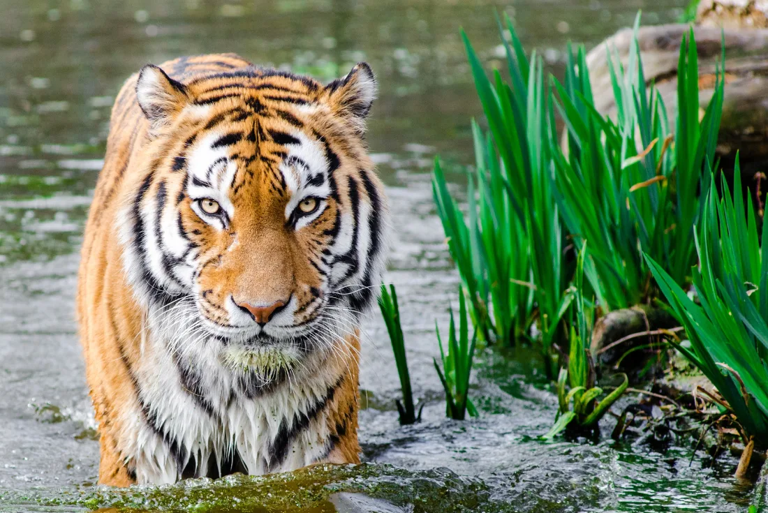 India - Nel regno della tigre