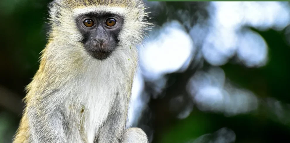 Rwanda Best Safari