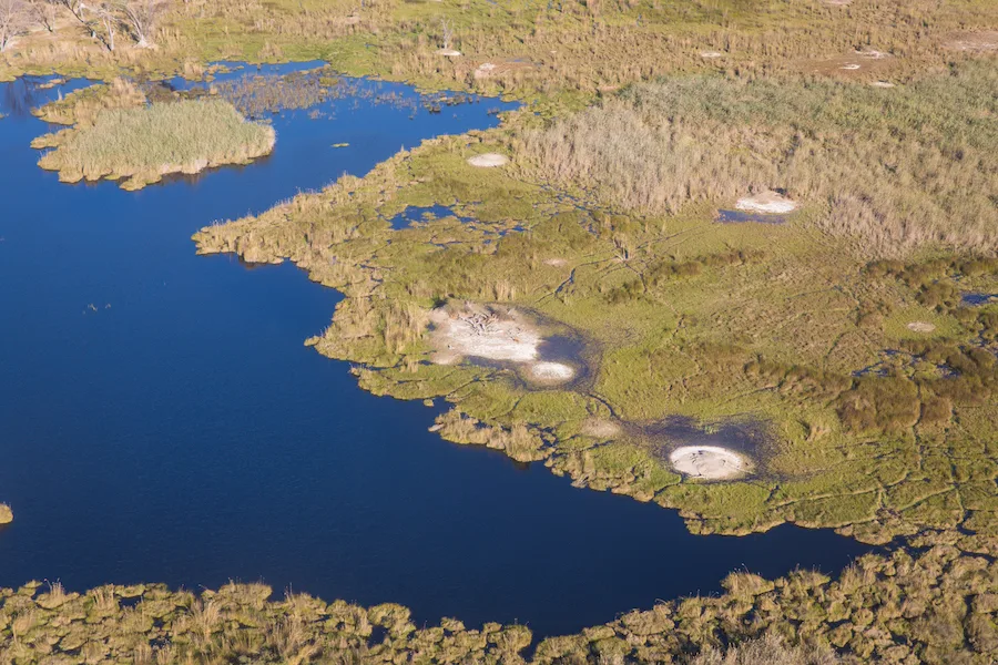 Botswana - Lion Safari - Camping Safari