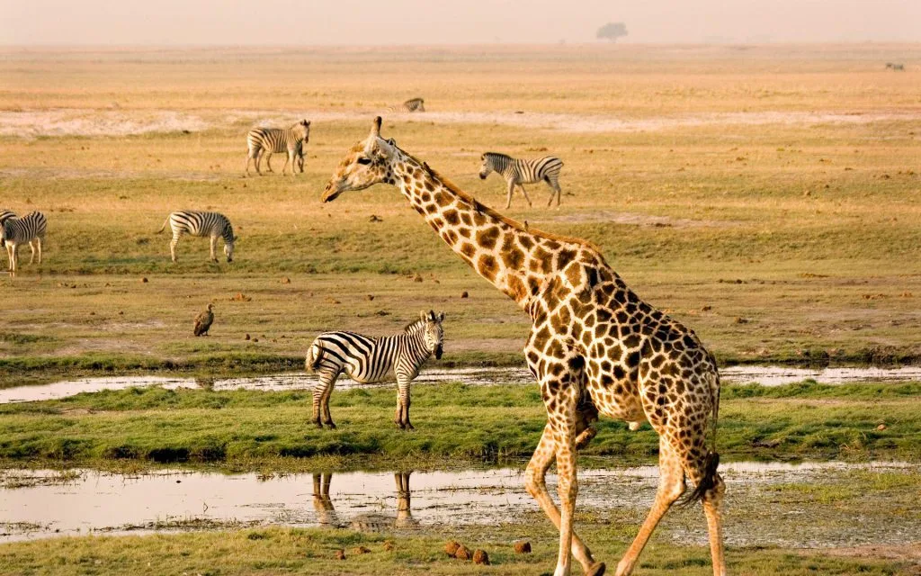 Victoria Falls, Botswana & Seychelles