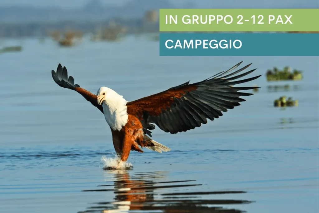 Fish Eagle Safari