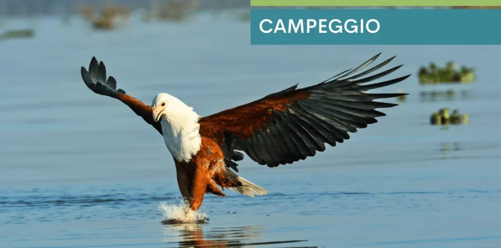 Fish Eagle Safari