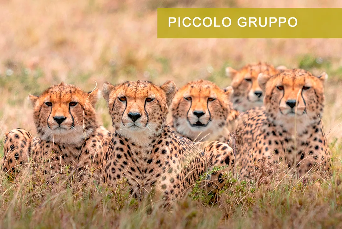 Ghepardi Masai Mara Kenya
