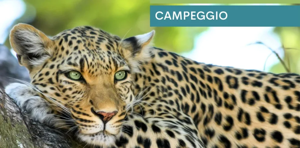 Leopard Safari