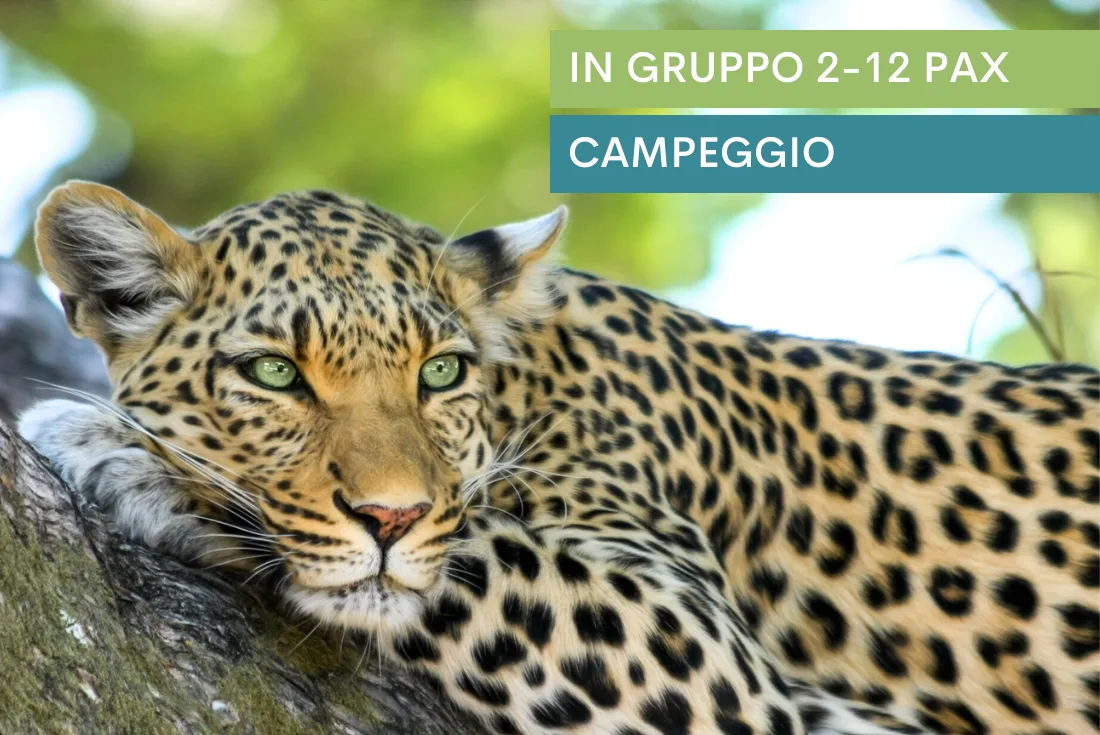 Leopard Safari
