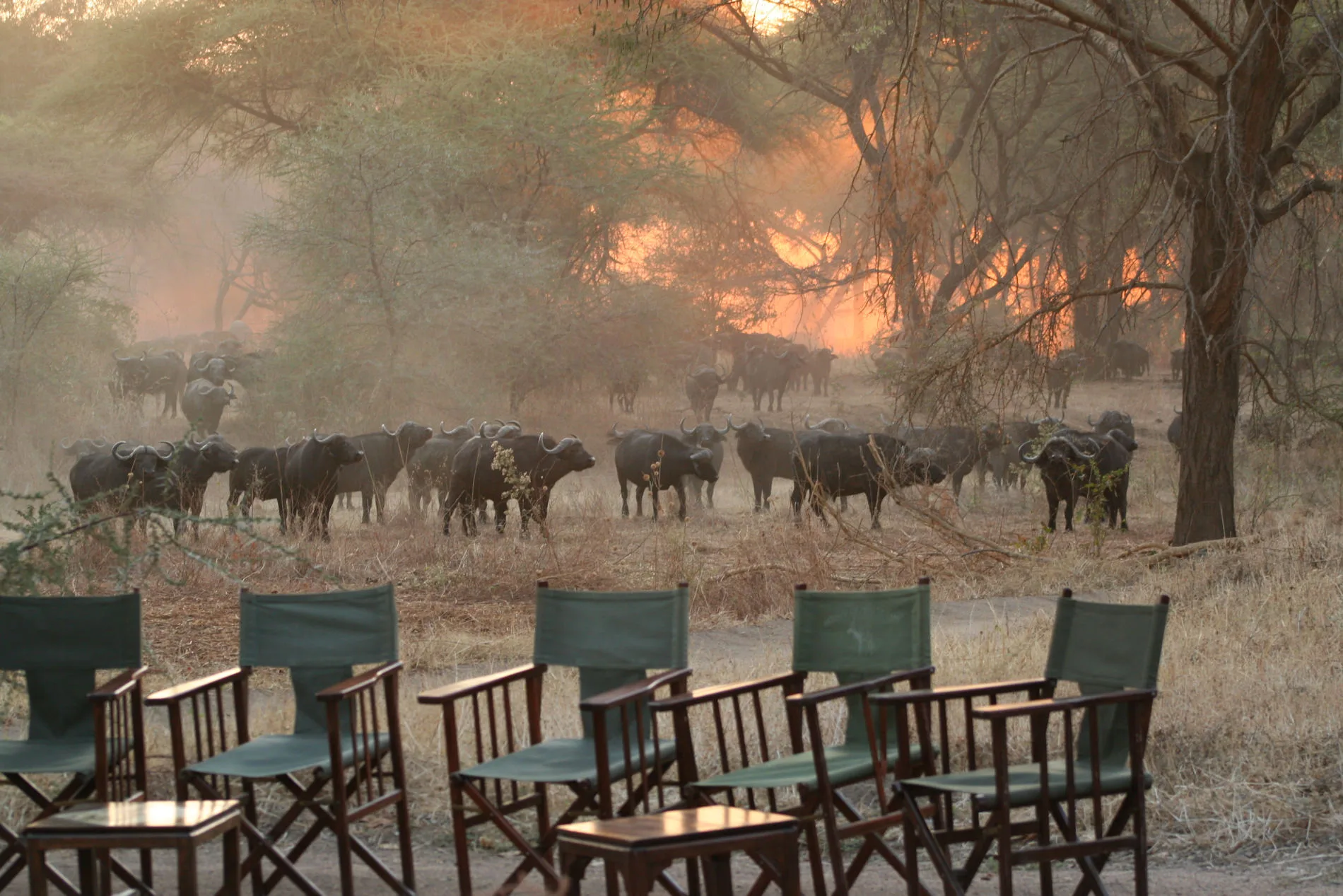 Tanzania - I parchi del sud
