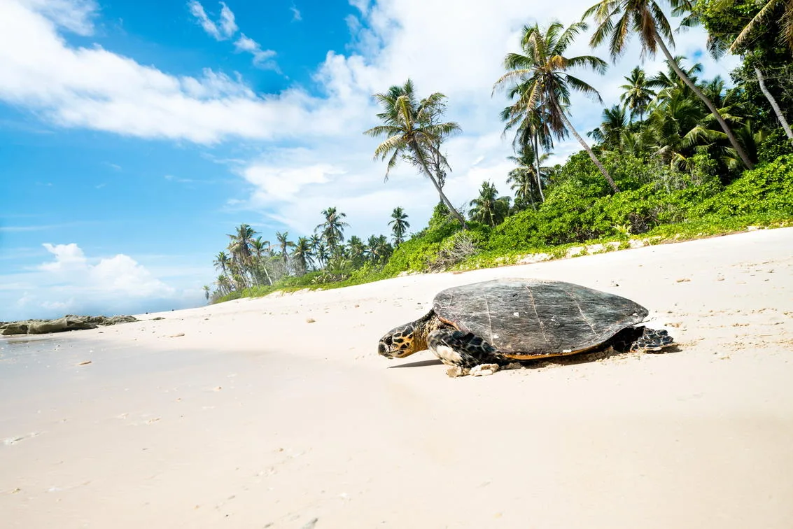 Seychelles - North Island - Wilderness Collection