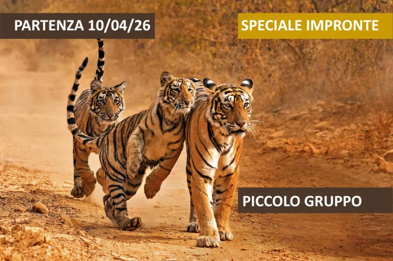 India – Focus: gli occhi della Tigre