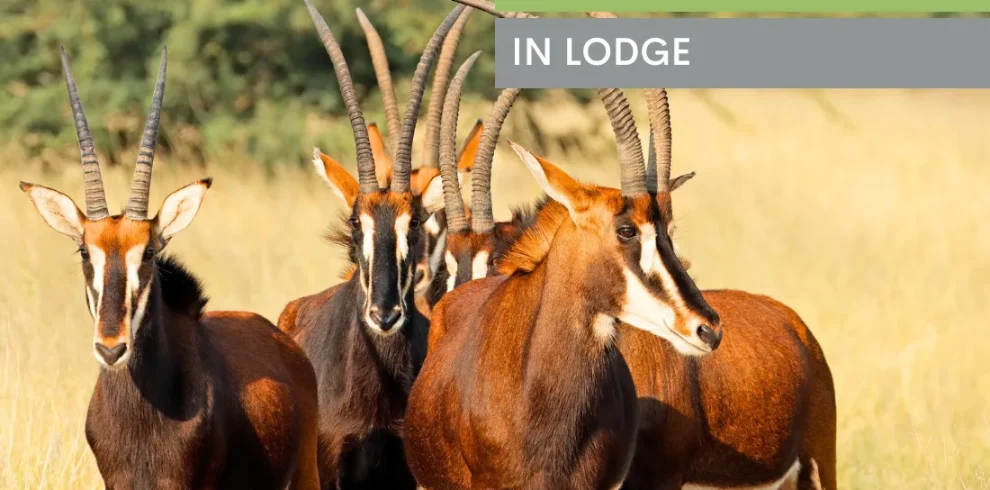 Sable Safari