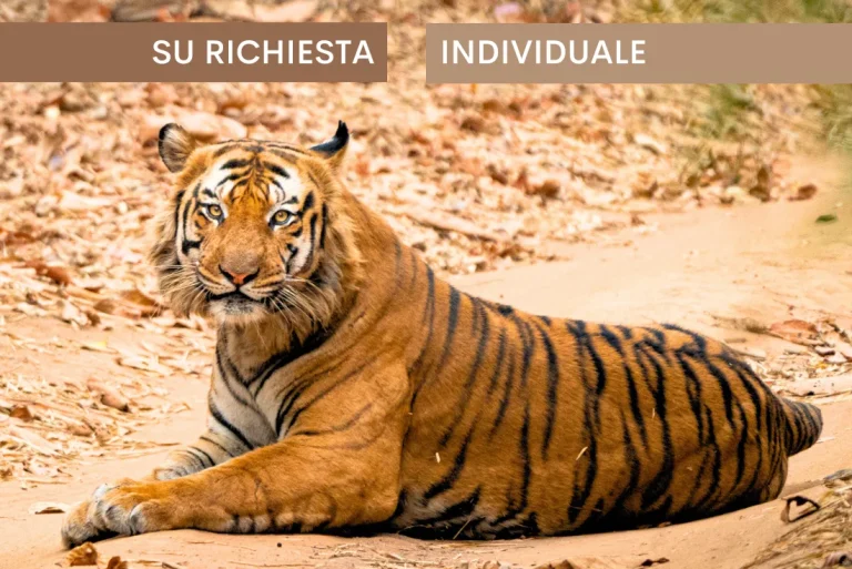 India – Nel regno della tigre