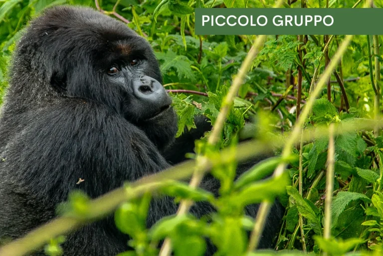 Uganda e Rwanda – Mille colline d’Africa