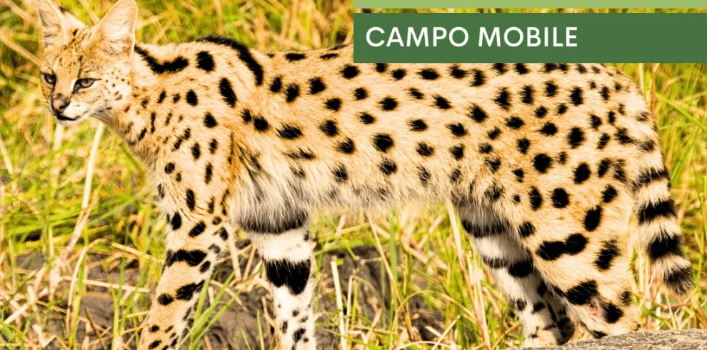 Wild Botswana