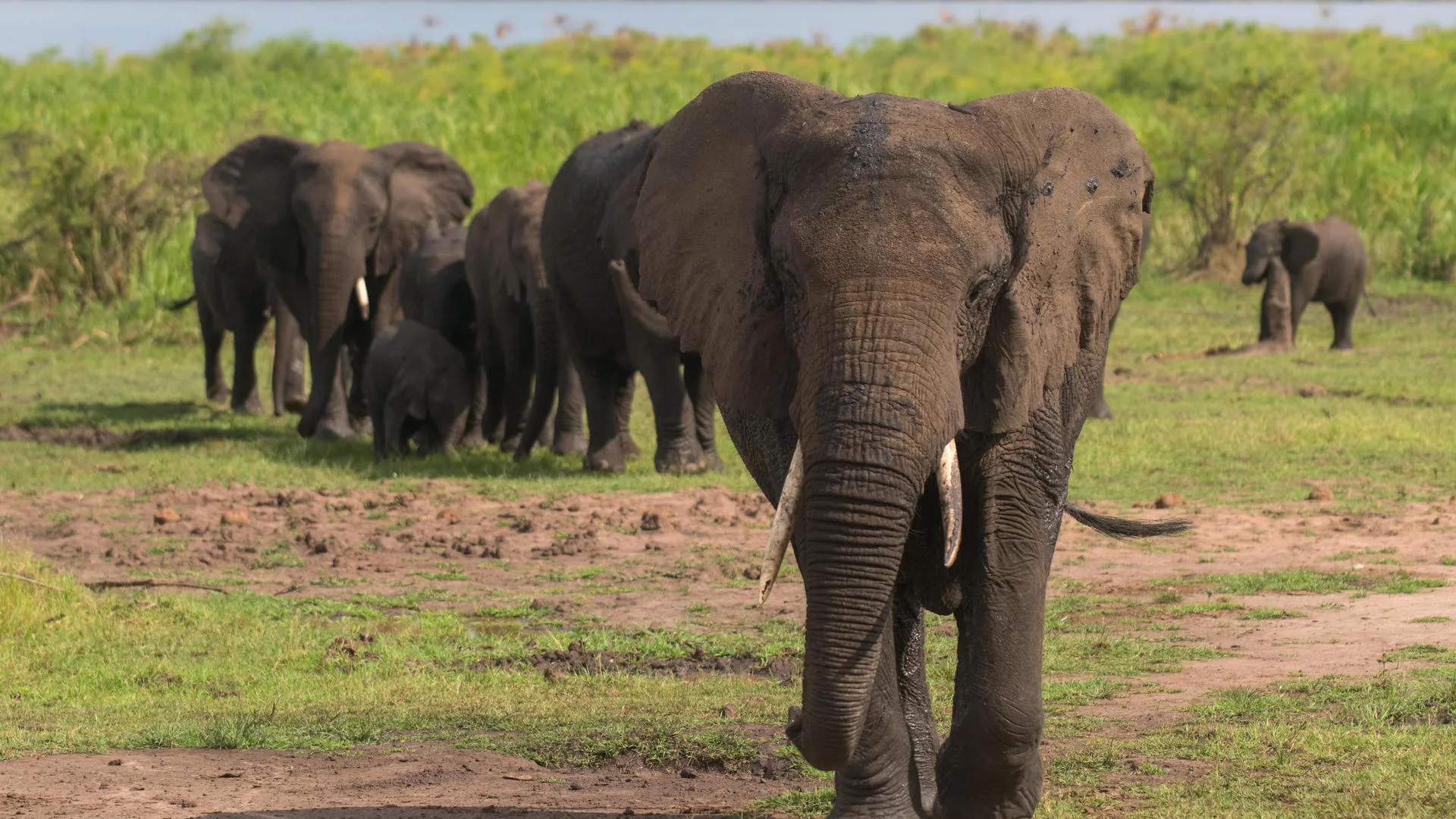 Rwanda Best Safari