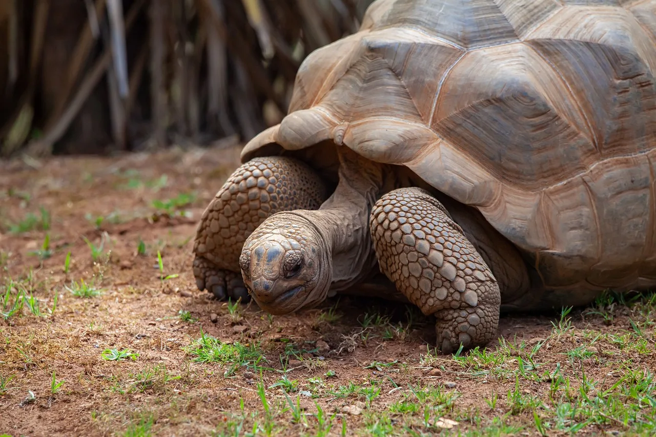 Botswana e Seychelles - Safari Focus e mare