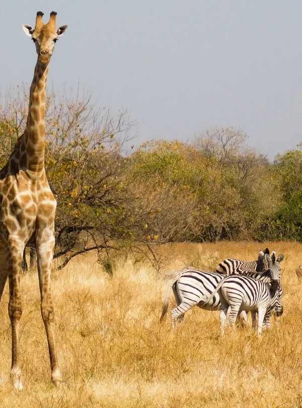 Namibia Discovery