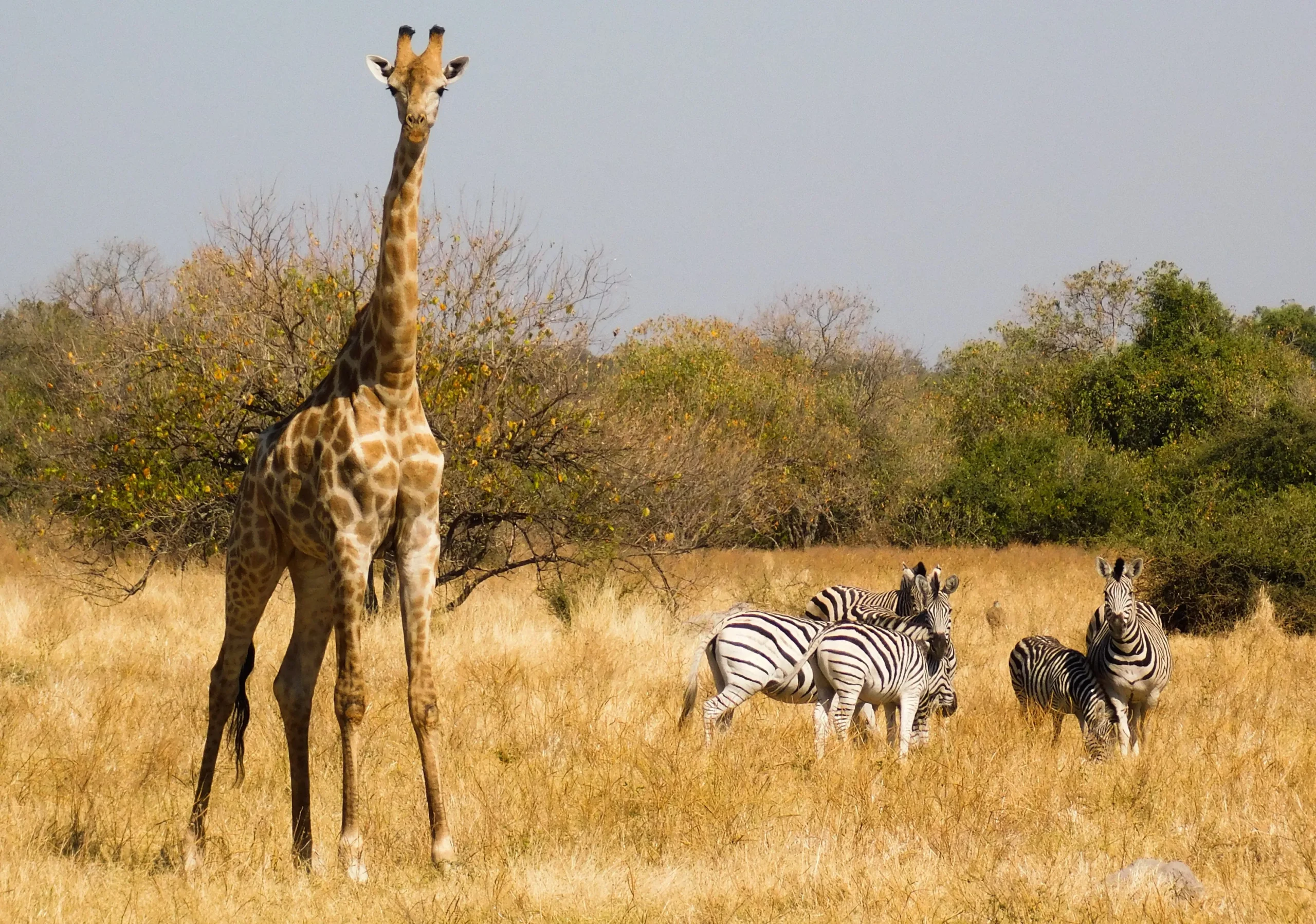 Namibia Discovery