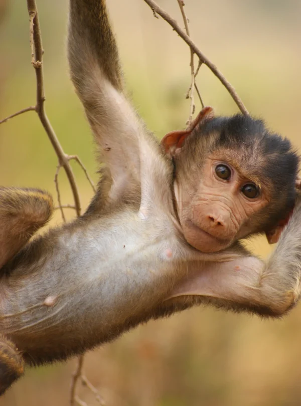 Rwanda Best Safari