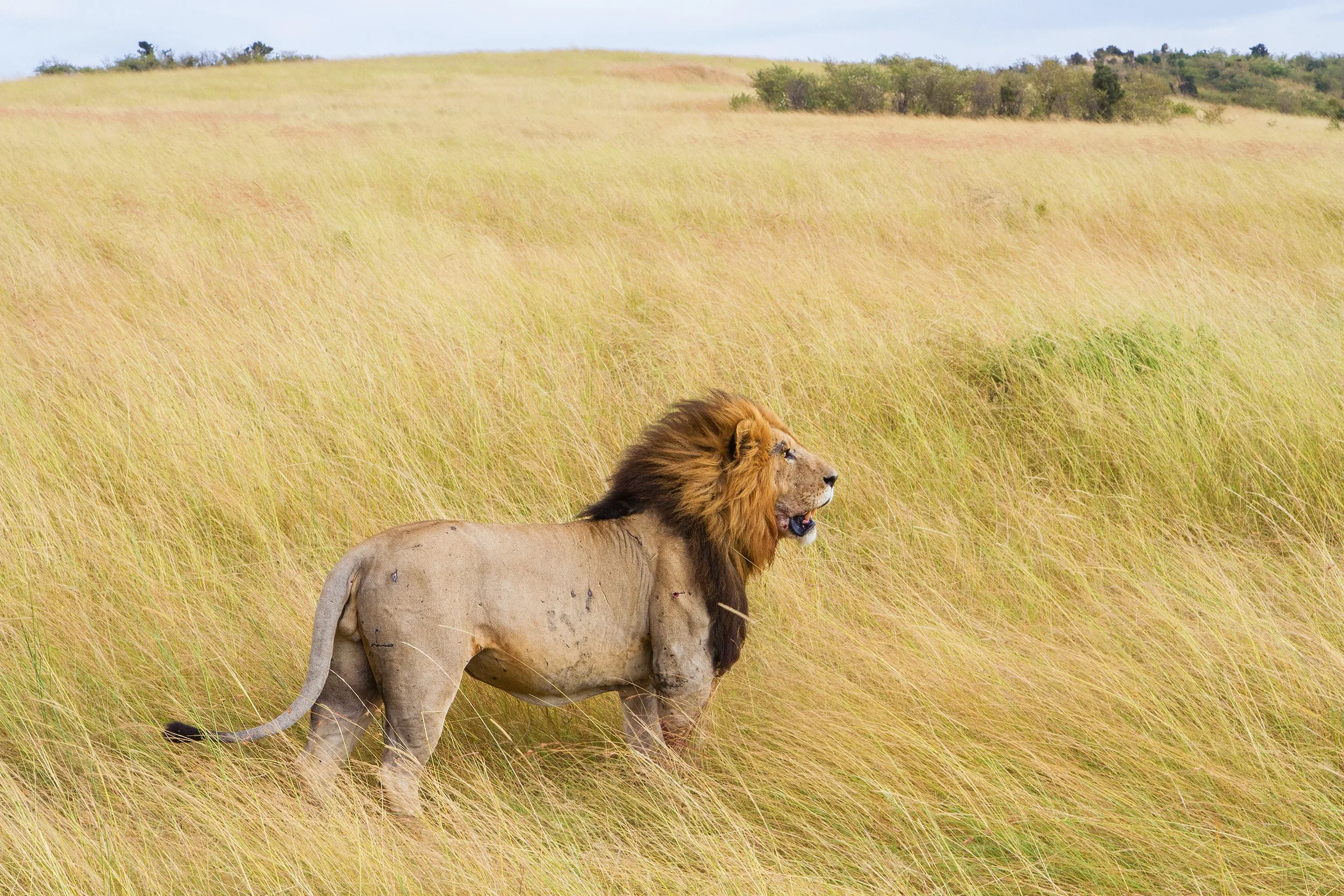 Kenya - I grandi laghi, Amboseli e il Masai Mara