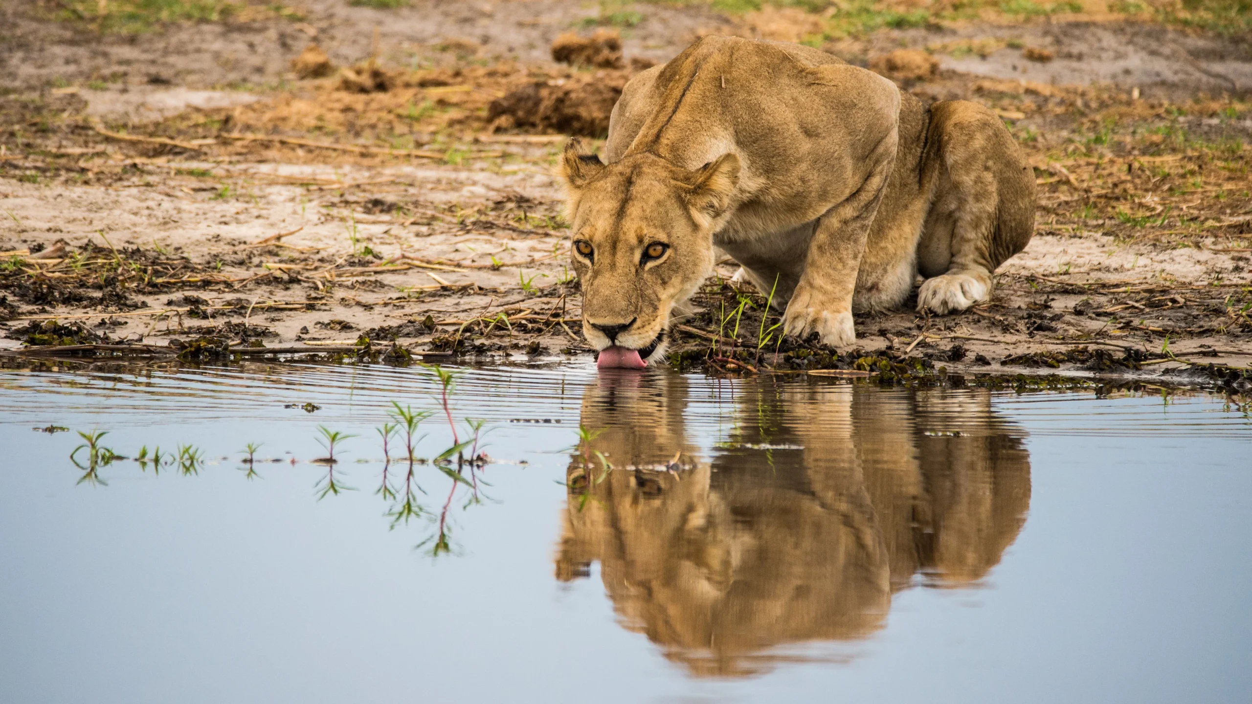 Wild Botswana - Chobe Savute e Moremi in campo mobile