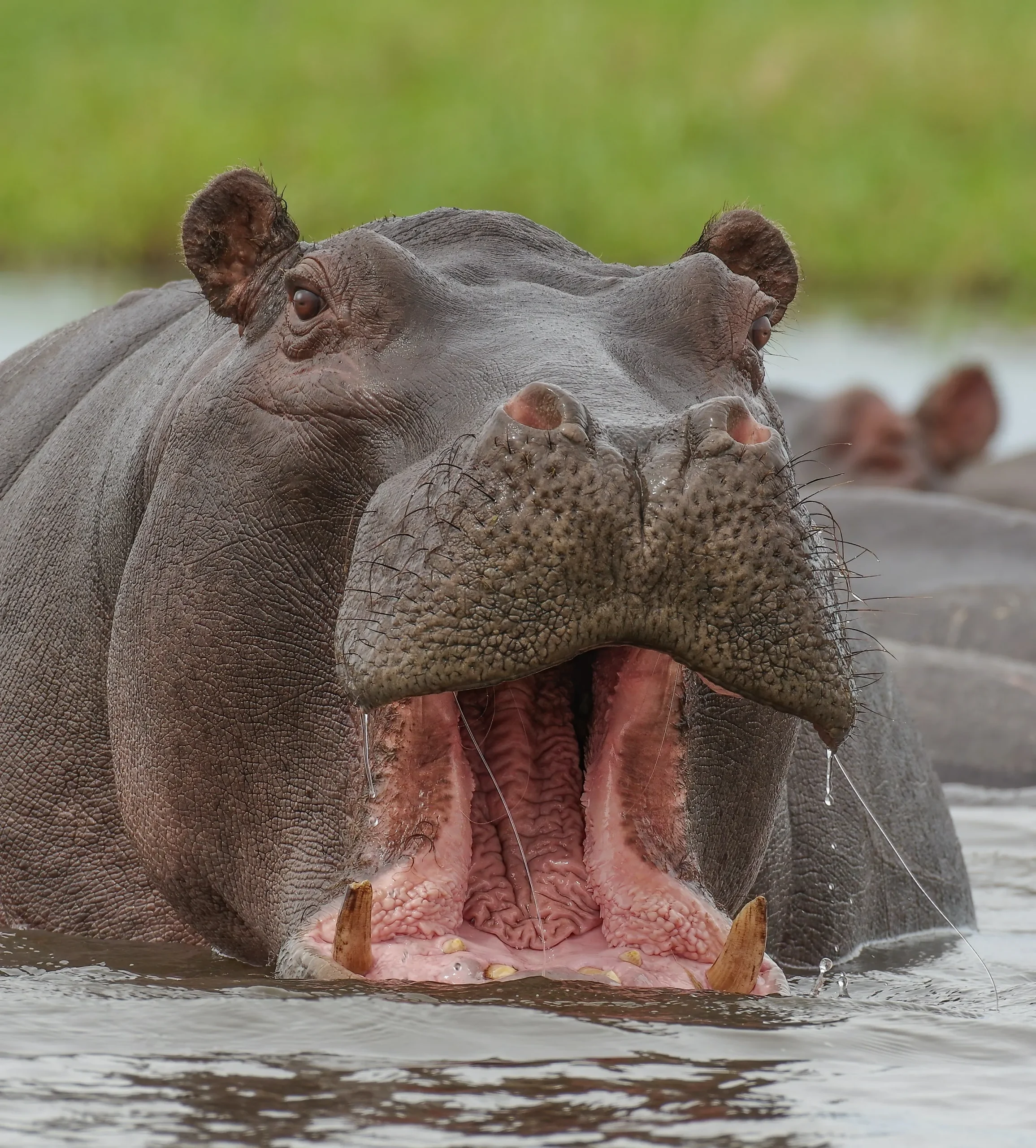 Botswana Discovery - Lodge Safari