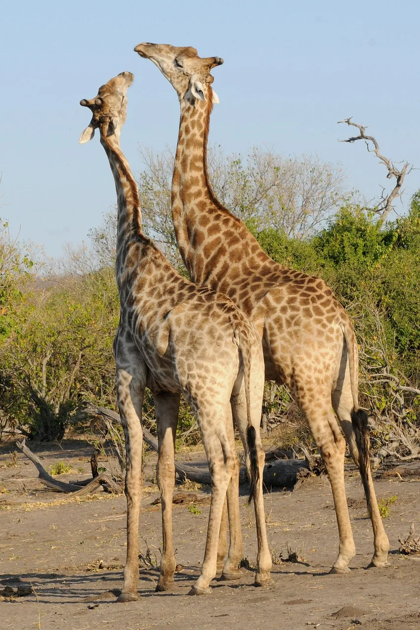 Botswana: Wildlife Lodge Safari