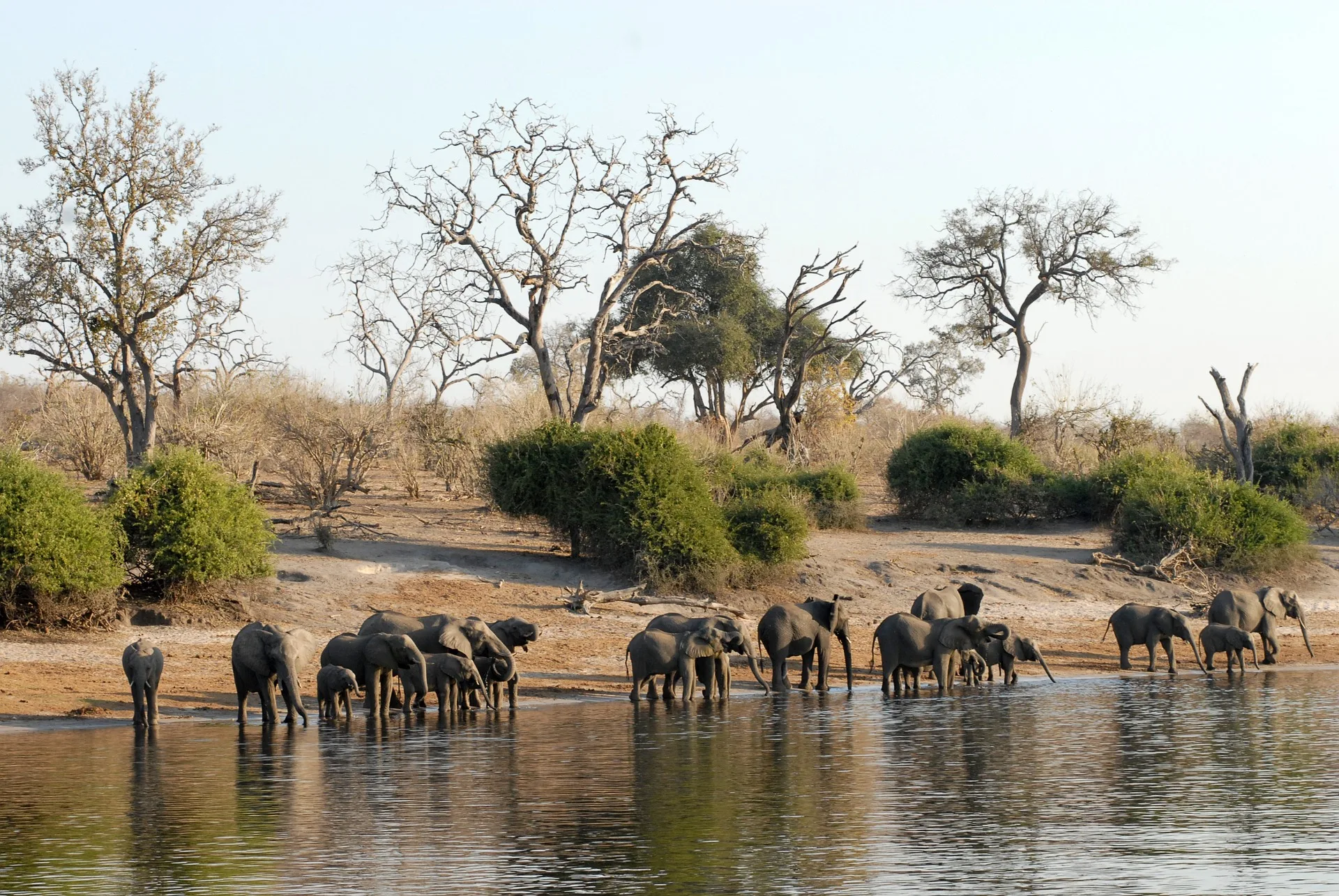 Botswana - Buffalo Safari - Camping Safari