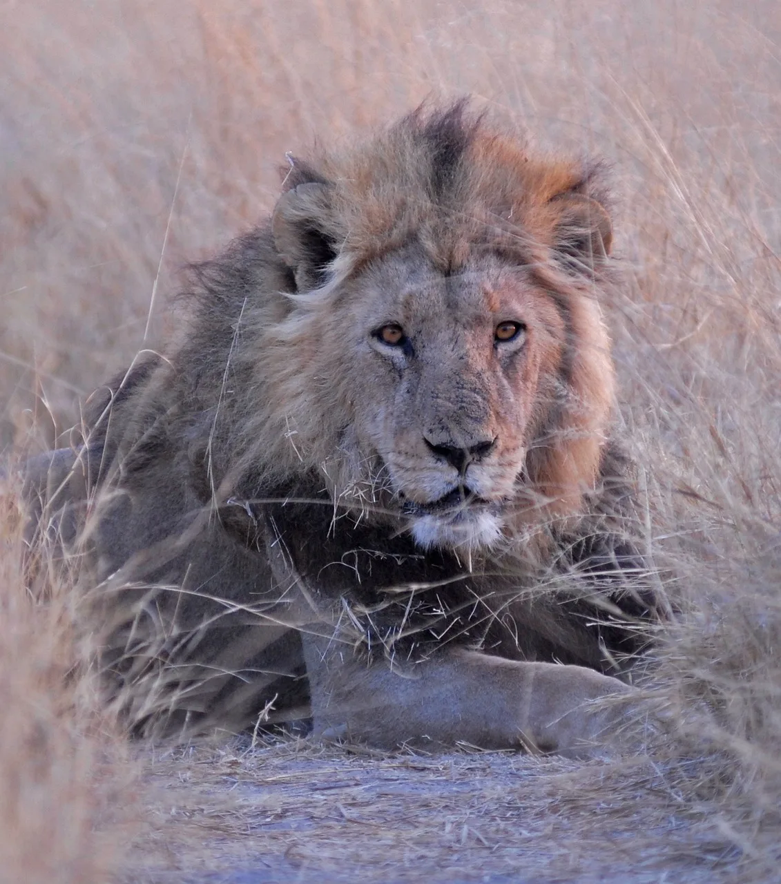 Botswana: Wildlife Lodge Safari