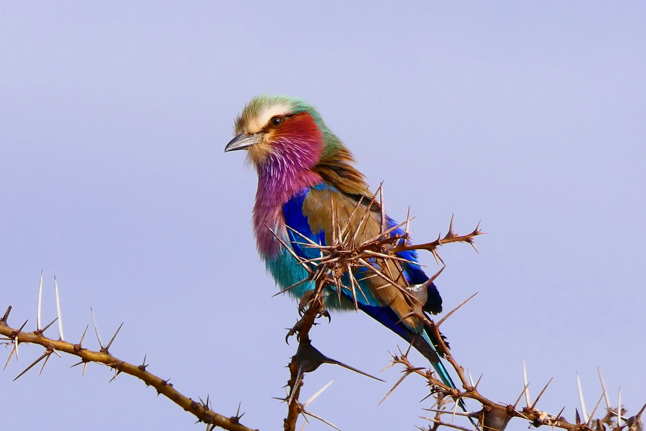 Tanzania - Le grandi pianure e Ngorongoro