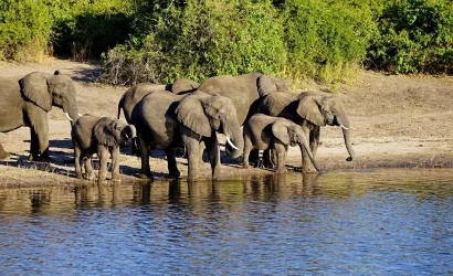 Botswana: Wildlife Lodge Safari