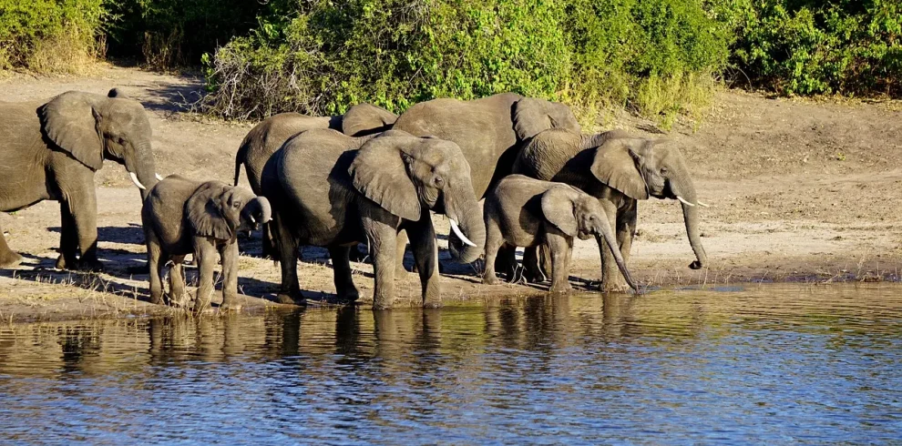 Botswana: Wildlife Lodge Safari