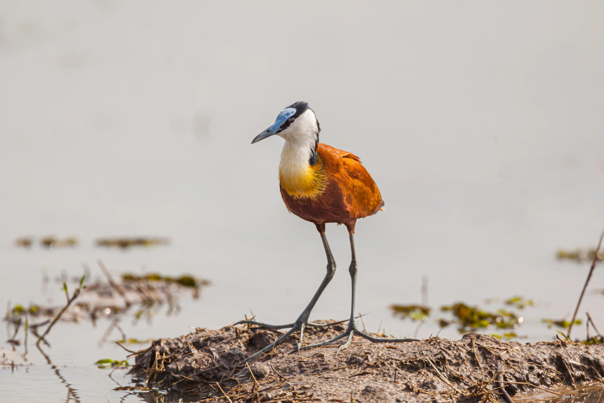 Wild Botswana - Chobe Savute e Moremi in campo mobile
