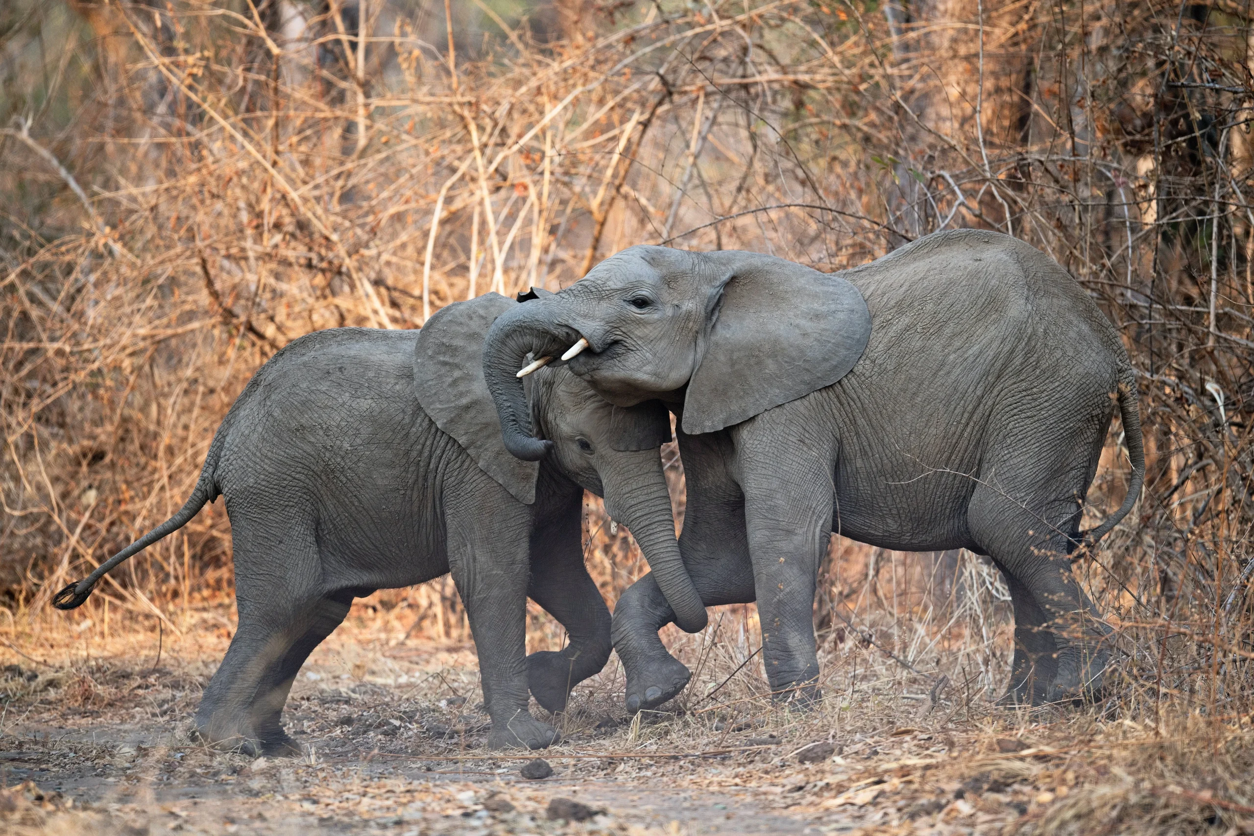 Zambia - Emozione dal bush - in campeggio