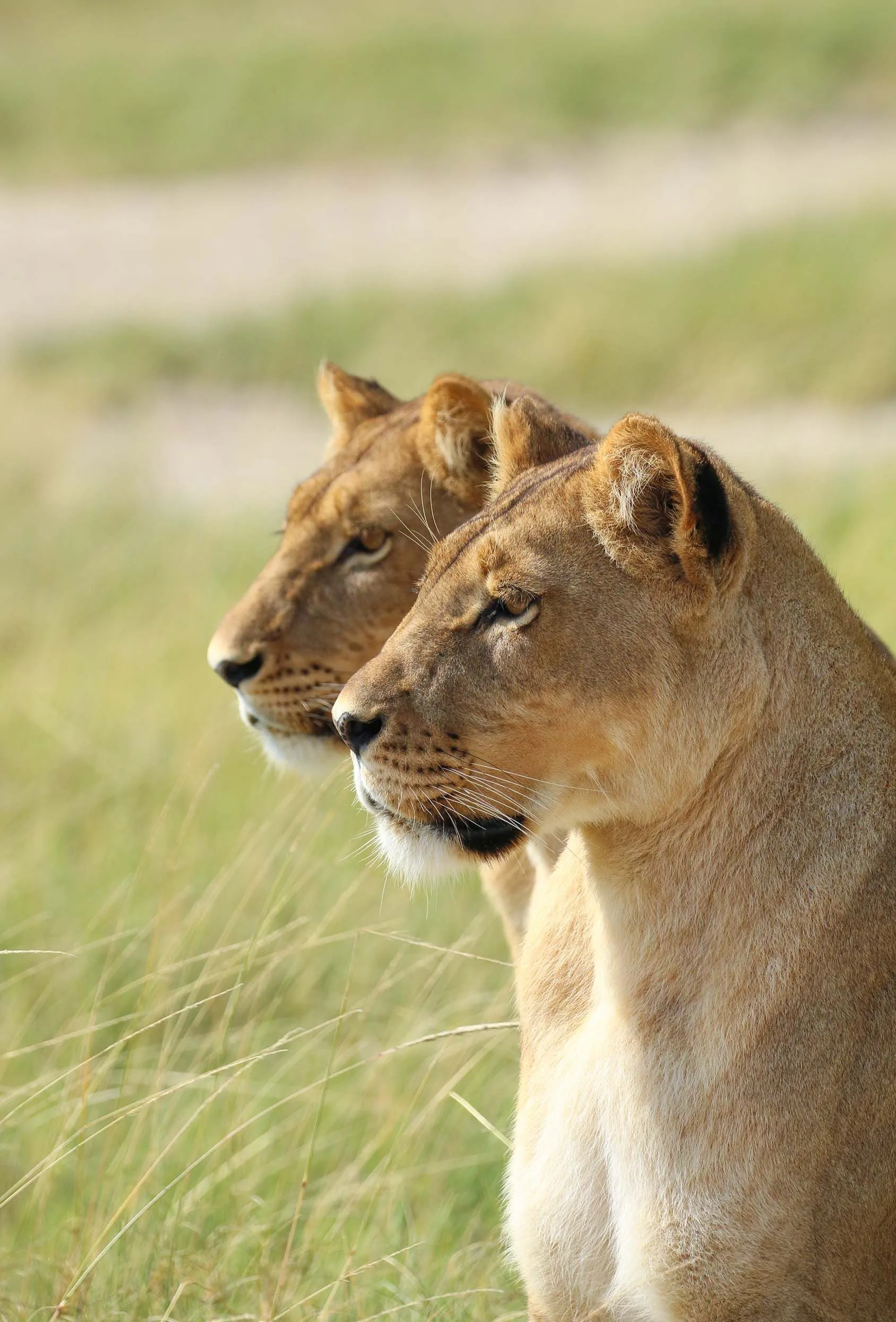 Botswana – Duke's Camp