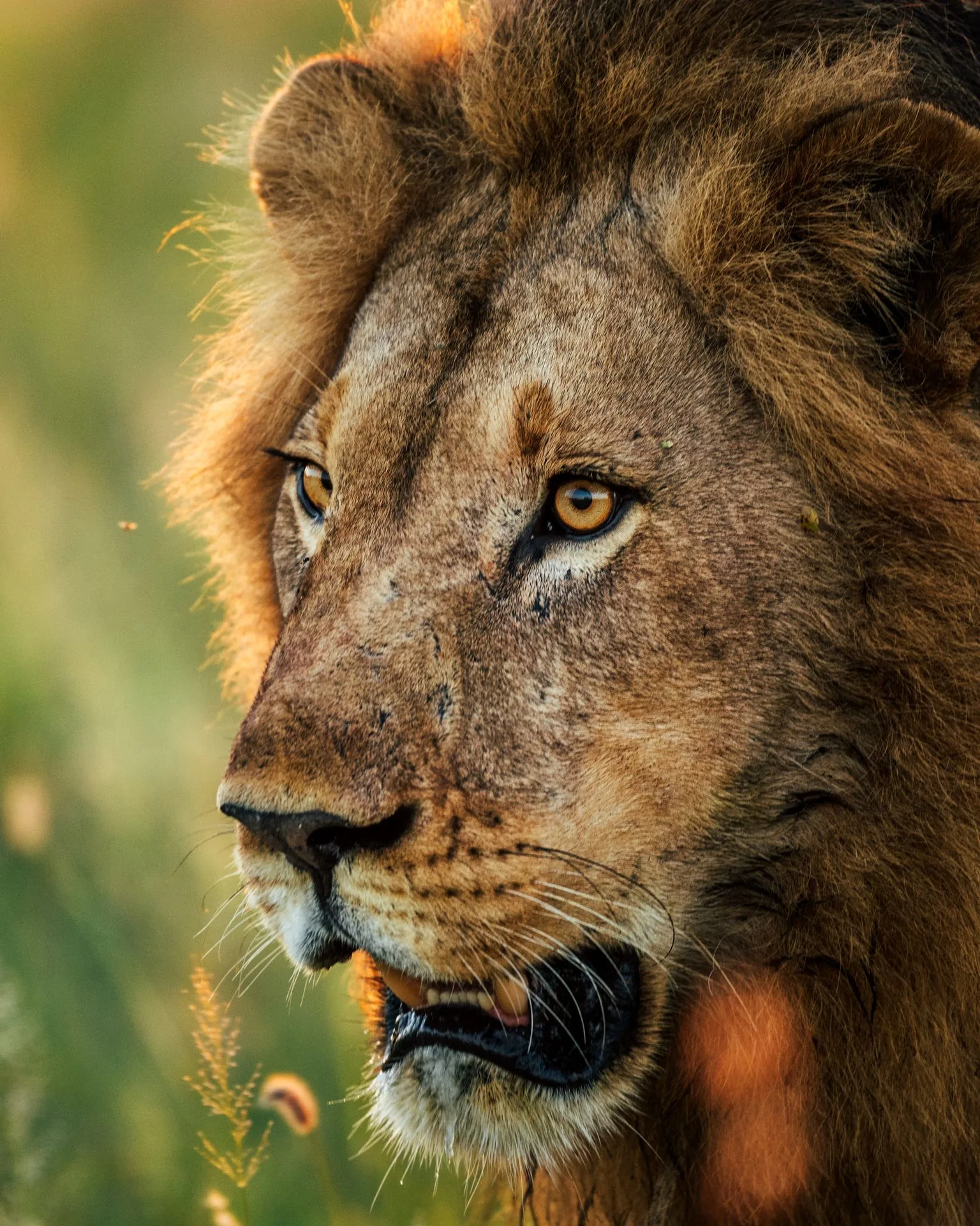 Botswana – Jack's Camp
