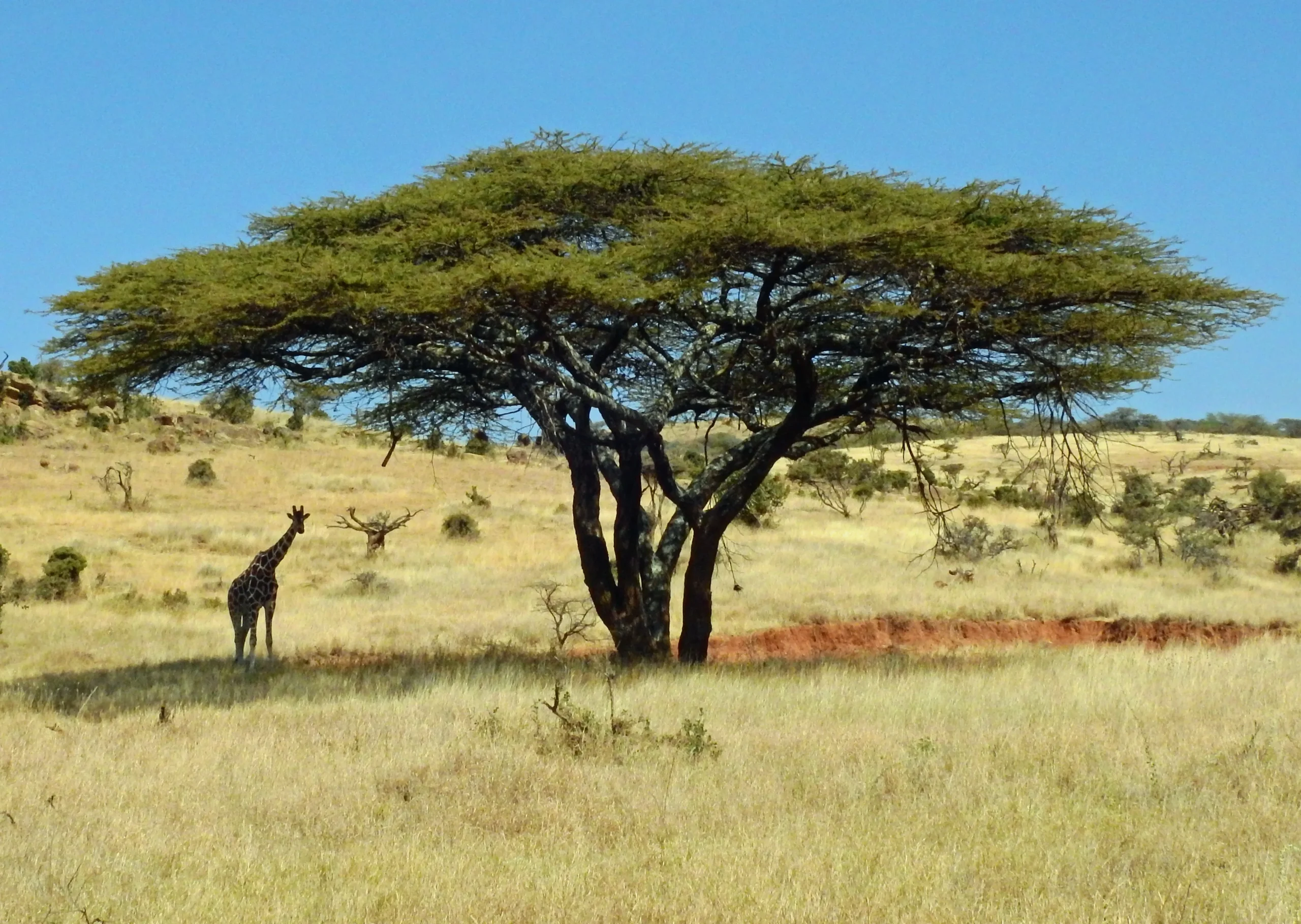 Kenya - Sulle tracce dei Samburu