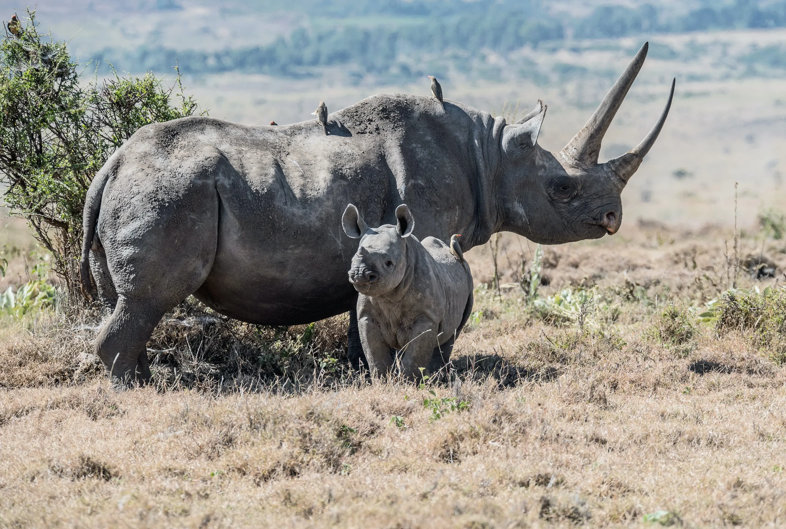 Kenya - Sulle tracce dei Samburu