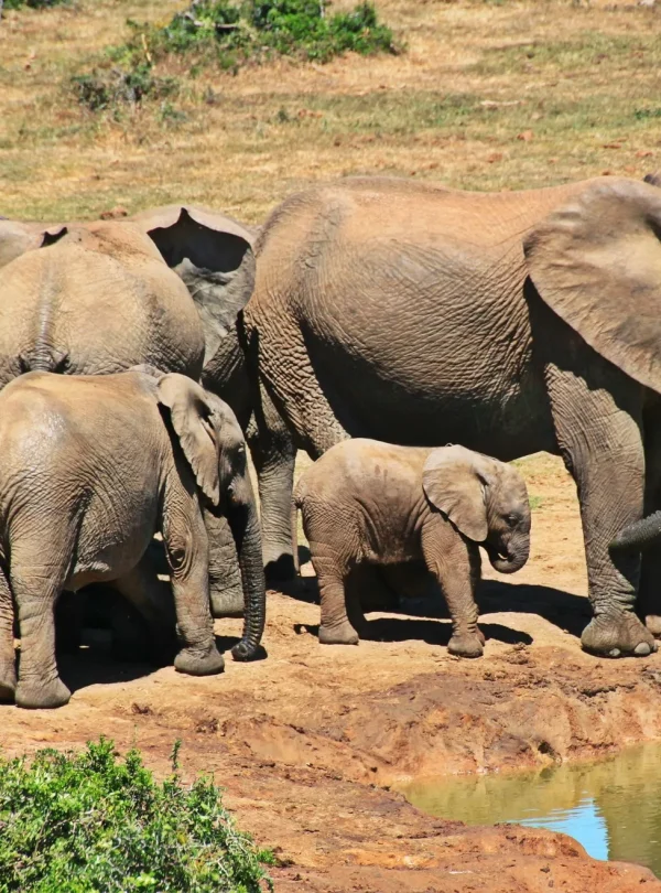 Zimbabwe e Botswana Game Trail
