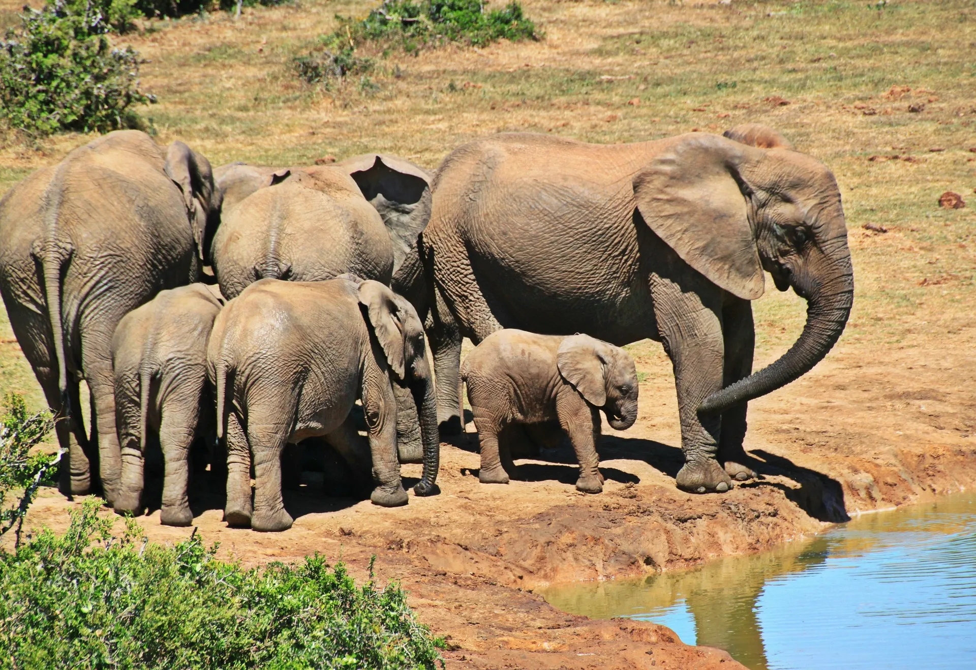 Zimbabwe e Botswana Game Trail