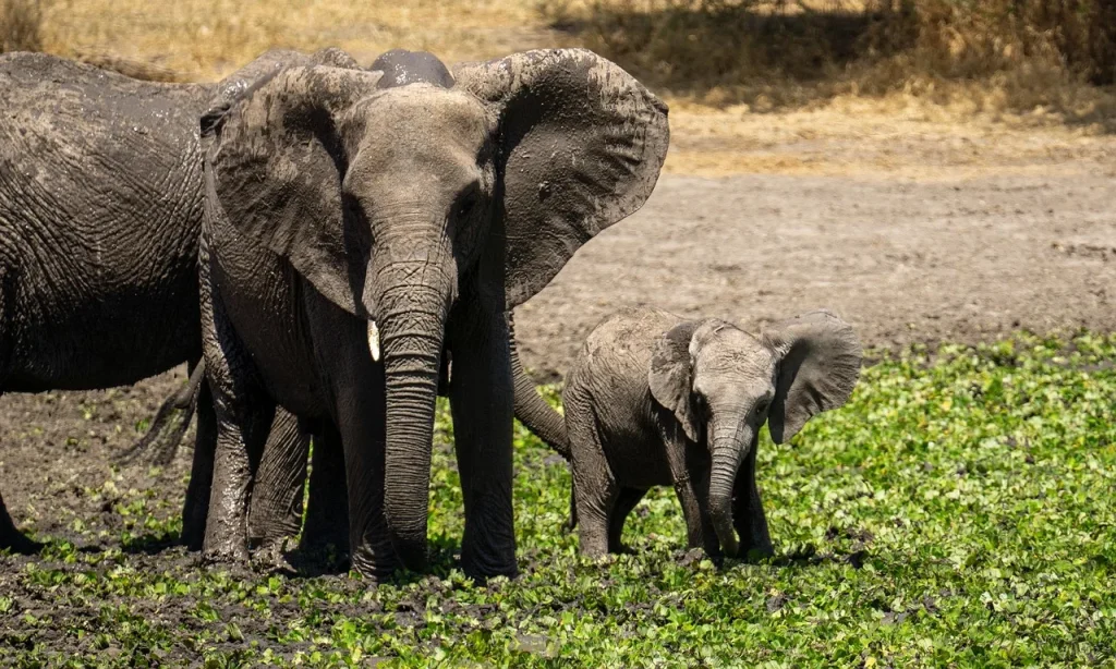 Tanzania : South Circuit
