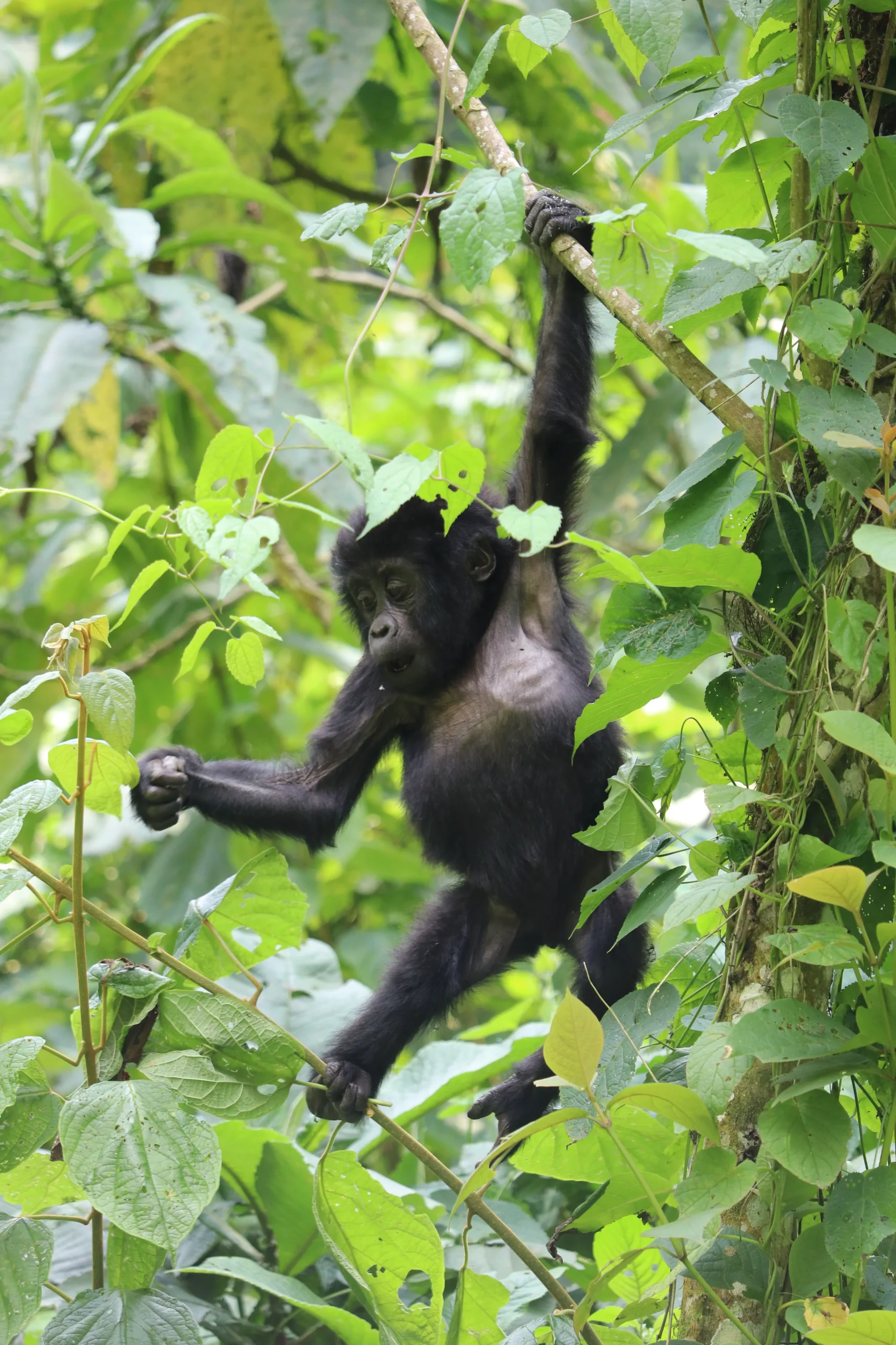 Uganda - Panorama