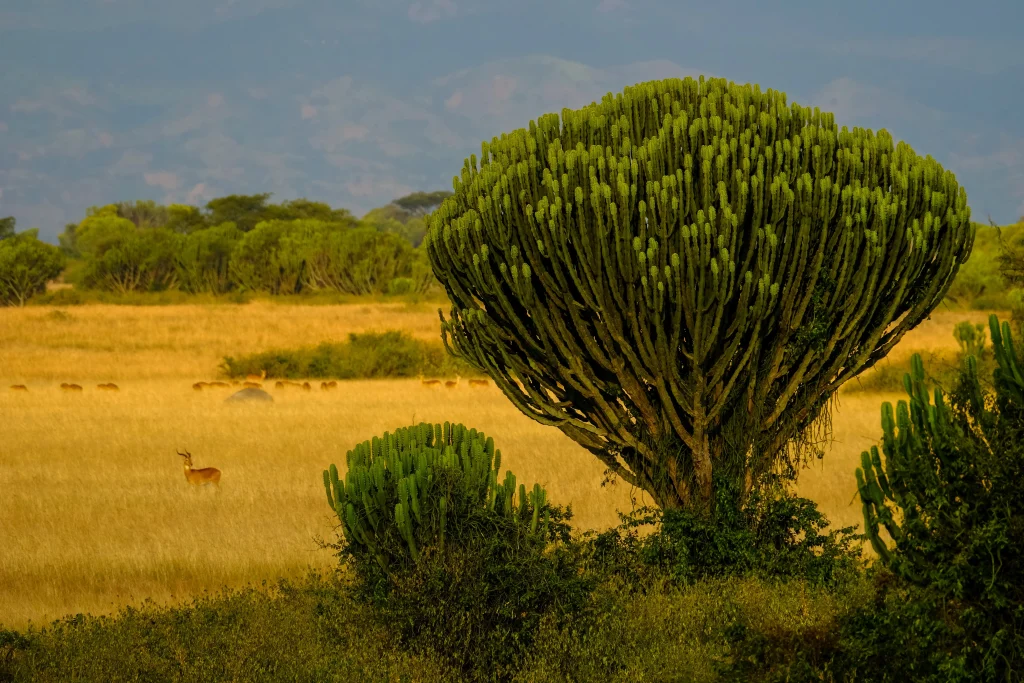 Uganda - Nilo Safari
