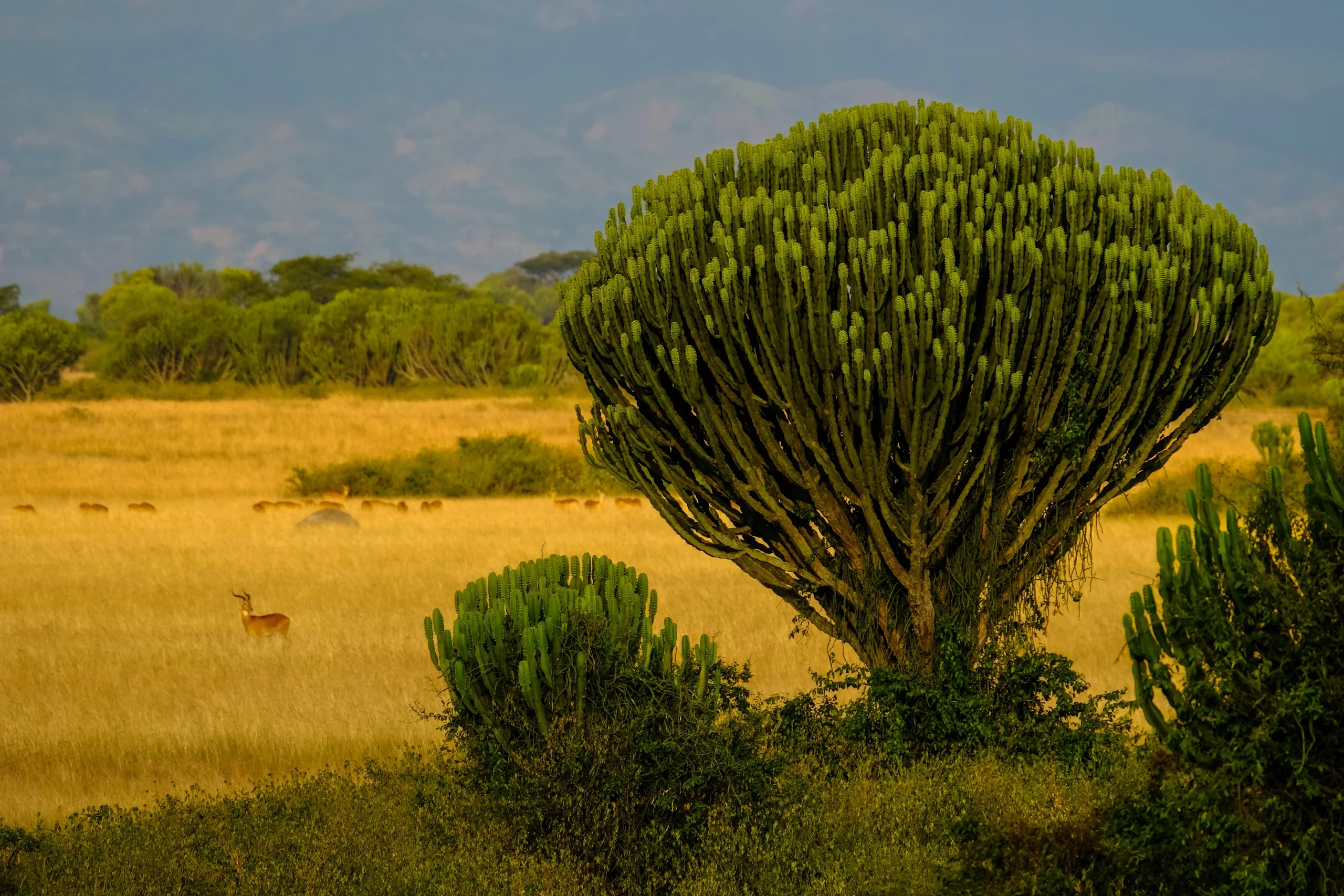 Uganda - Nilo Safari
