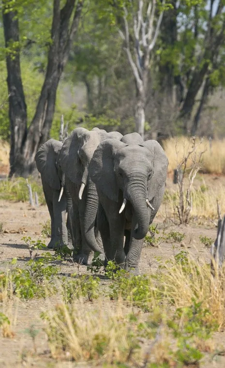 Best of Zambia