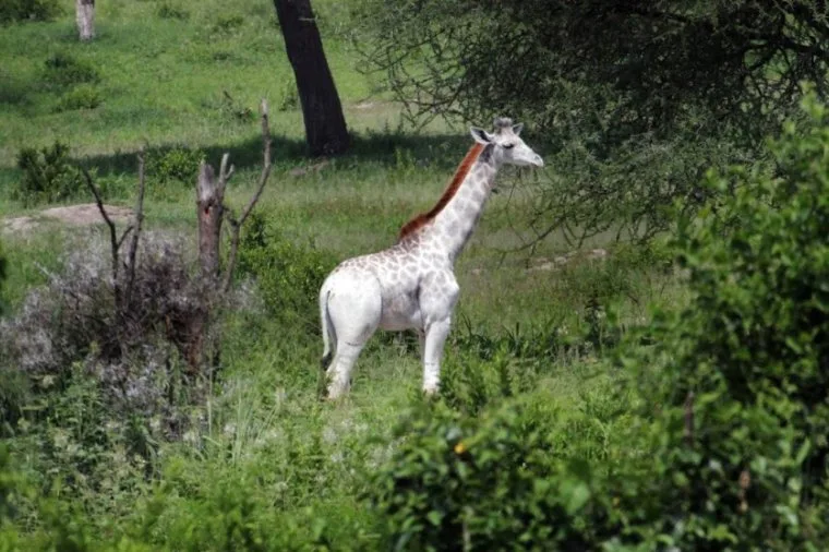 Kenya - rara giraffa bianca avvistata a Ishaqbini Hirola Con...