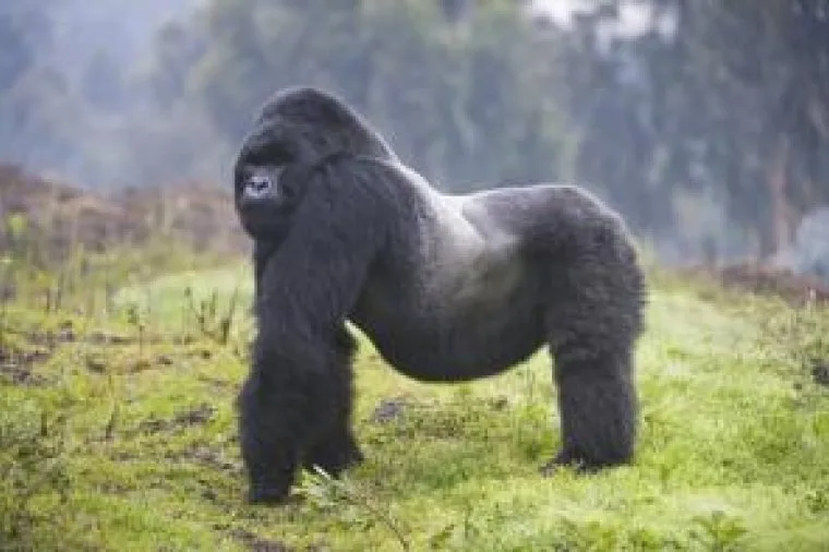 Un simbolo dell'Africa a rischio: il Gorilla si sta estinguendo