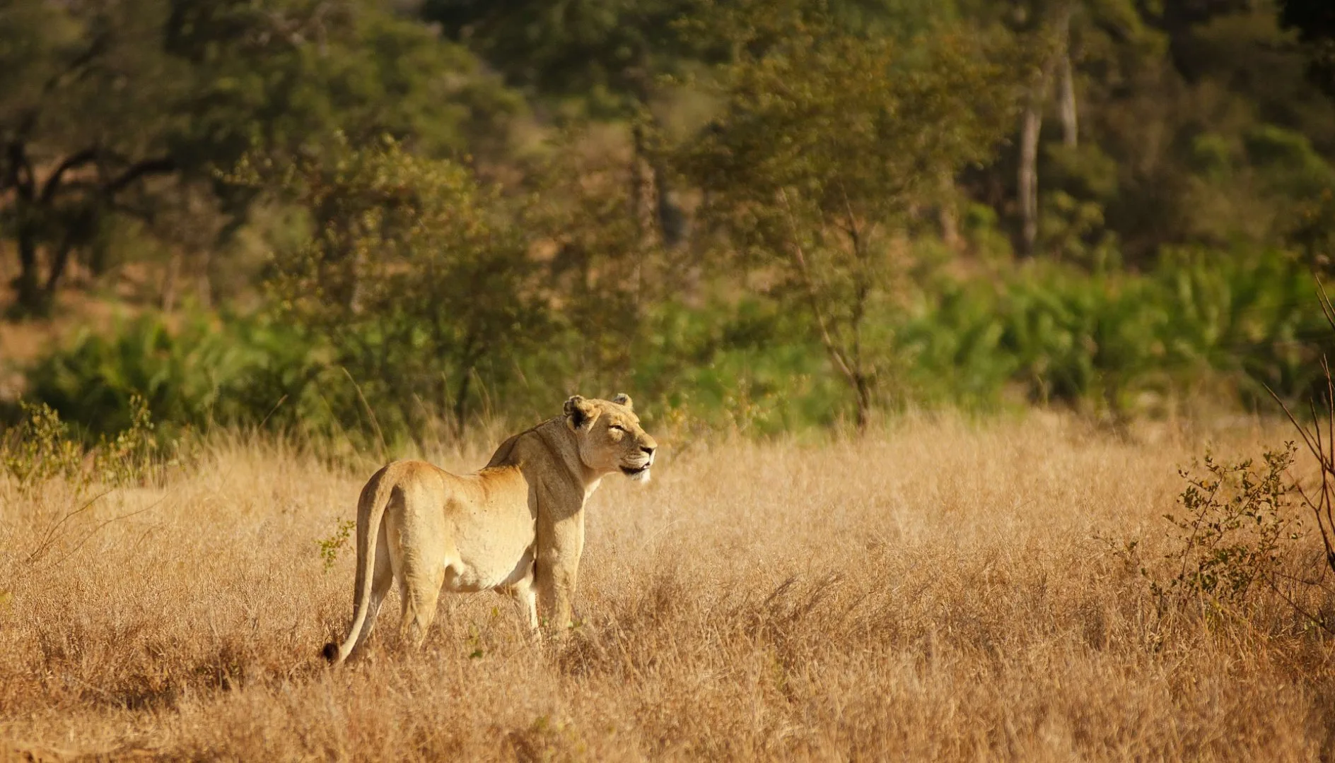 Sud Africa - Mahlori Tour