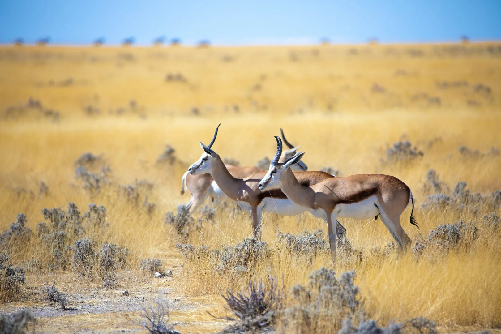 Namibia - Himba e deserti