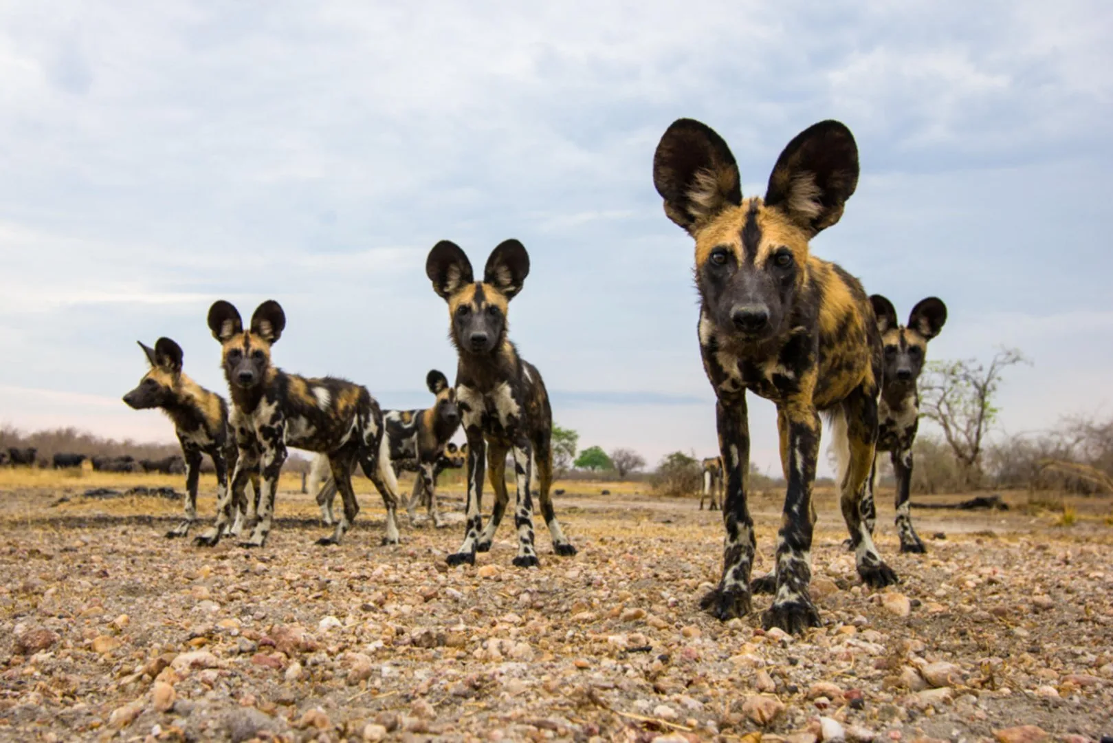 Tanzania - I parchi del sud